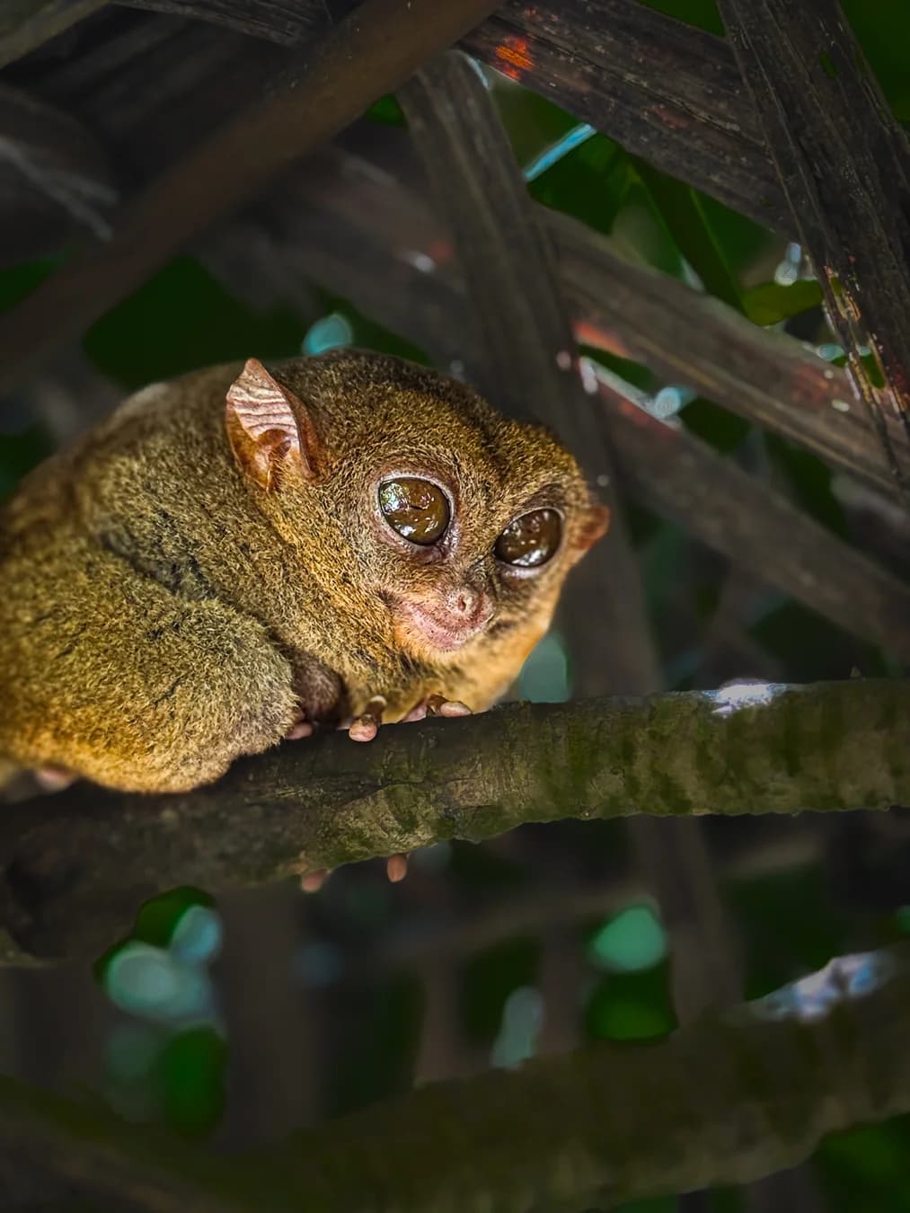 Tarsier in Bohol