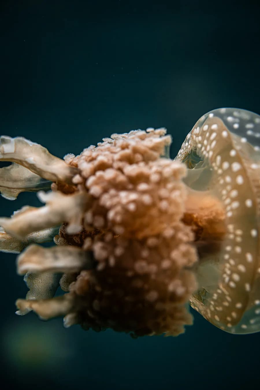 Jellyfish at Mariona