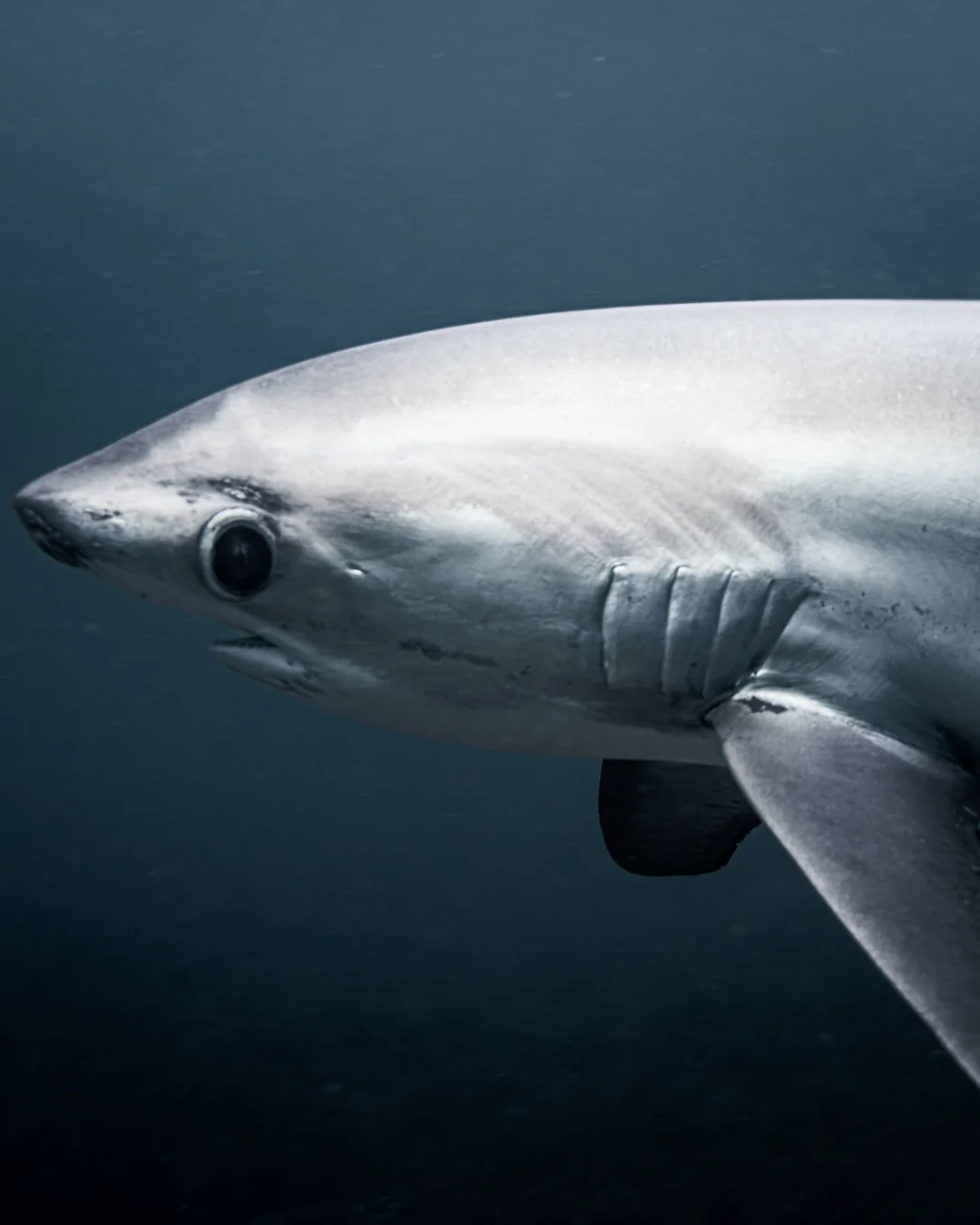 Underwater at Malapascua