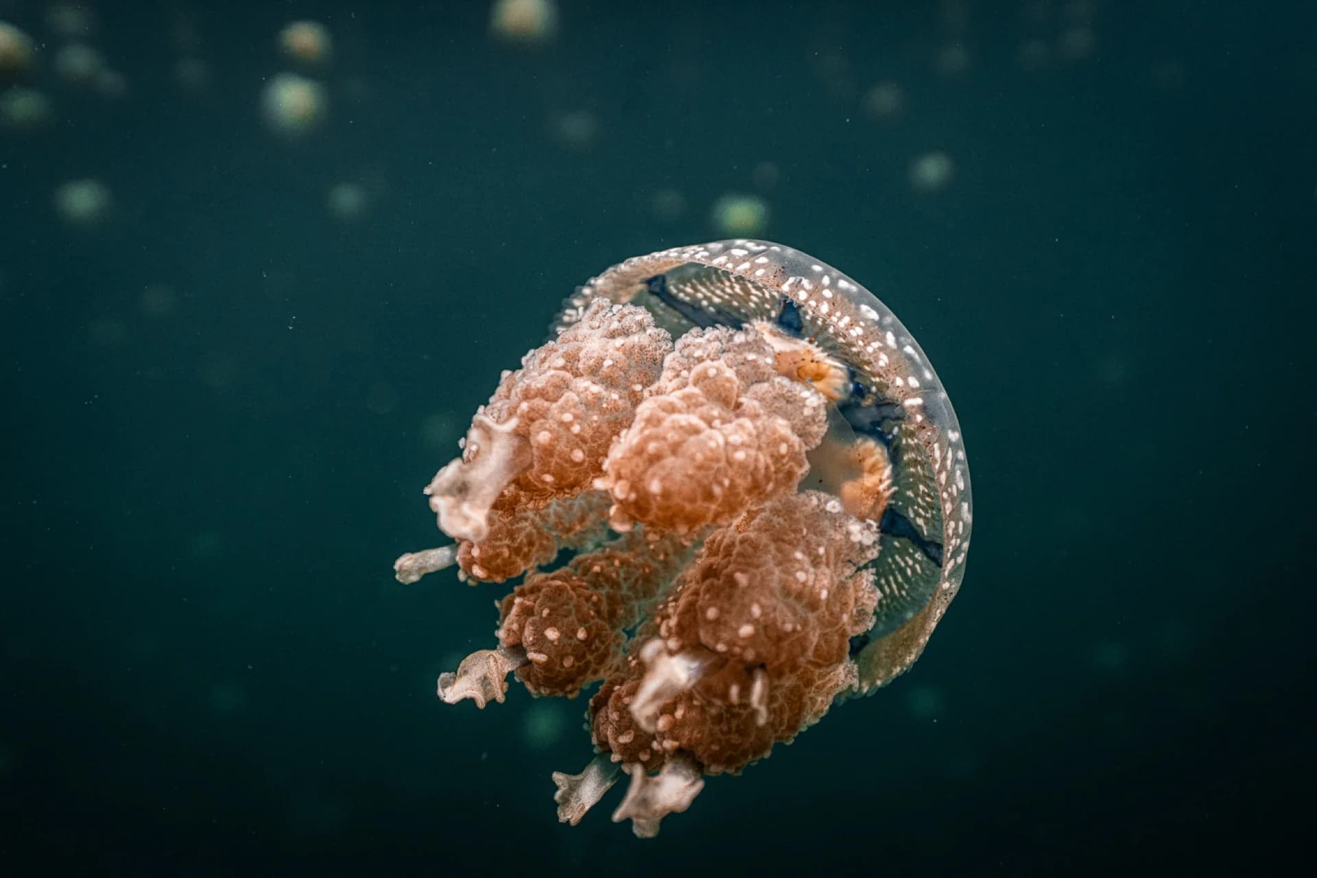 Underwater at Mariona