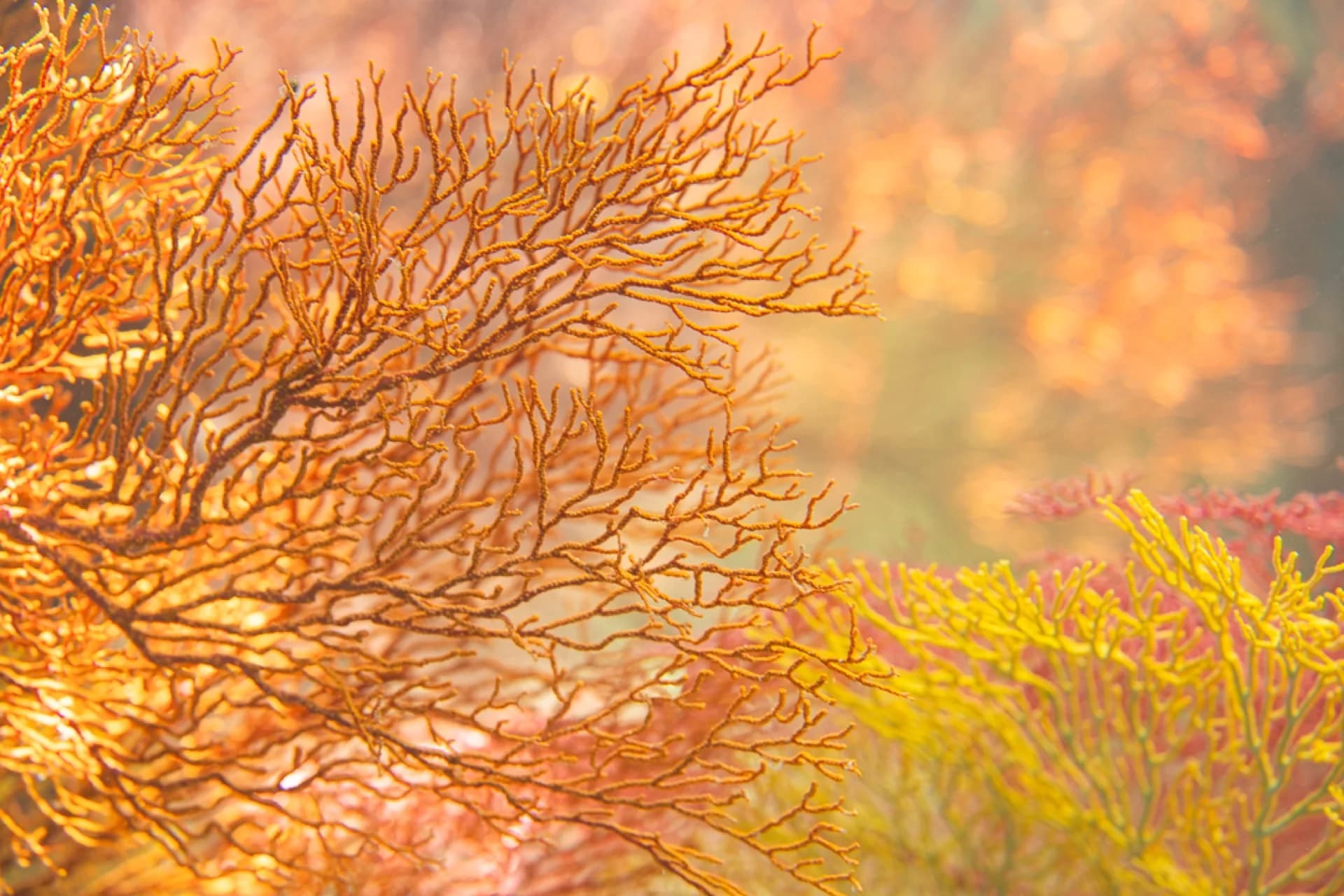 Underwater at Pulau Papan
